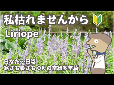 地被植物ムクデニア・ロッシ「カラスバ」の多年草 - 育て方のコツ  庭園