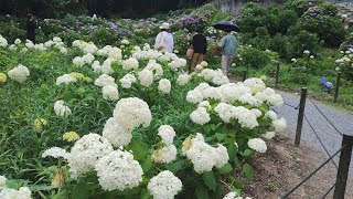20250617 福岡県 久留米市 千光寺 紫陽花まつり