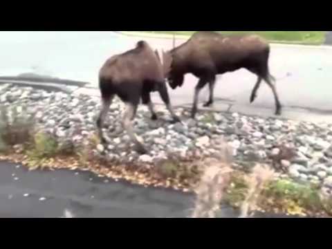 Moose Fight - Pelea callejera de alces