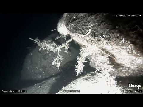 2022-11-06   Alvestadbukta dive