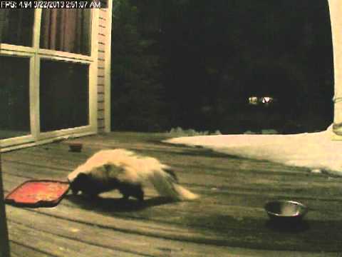 Baby skunk, part bull dozer