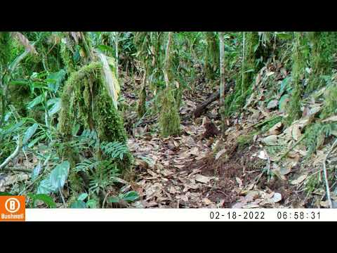 Registro en fototrampeo de Fauna Silvestre de Pitalito Huila - Thamnophilus unicolor