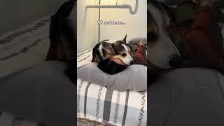 Dogs solve all problems