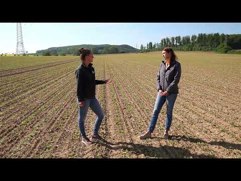 KWS Mais on Tour - Susanna trifft Sophie Riebeling