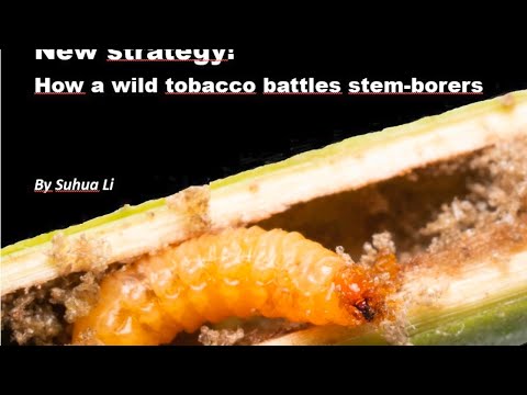 Scientists explain! New strategy! How a wild tobacco battles stem-borers