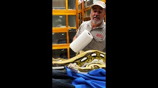 GIANT Snake Vs Roll of Paper Towels😅🧻 by Prehistoric Pets TV