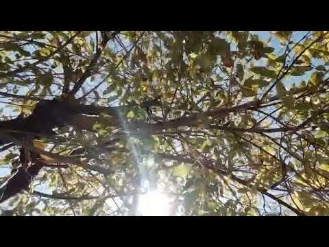 afsana nature#youtubeshort