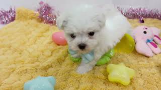 ハーフ犬の動画01