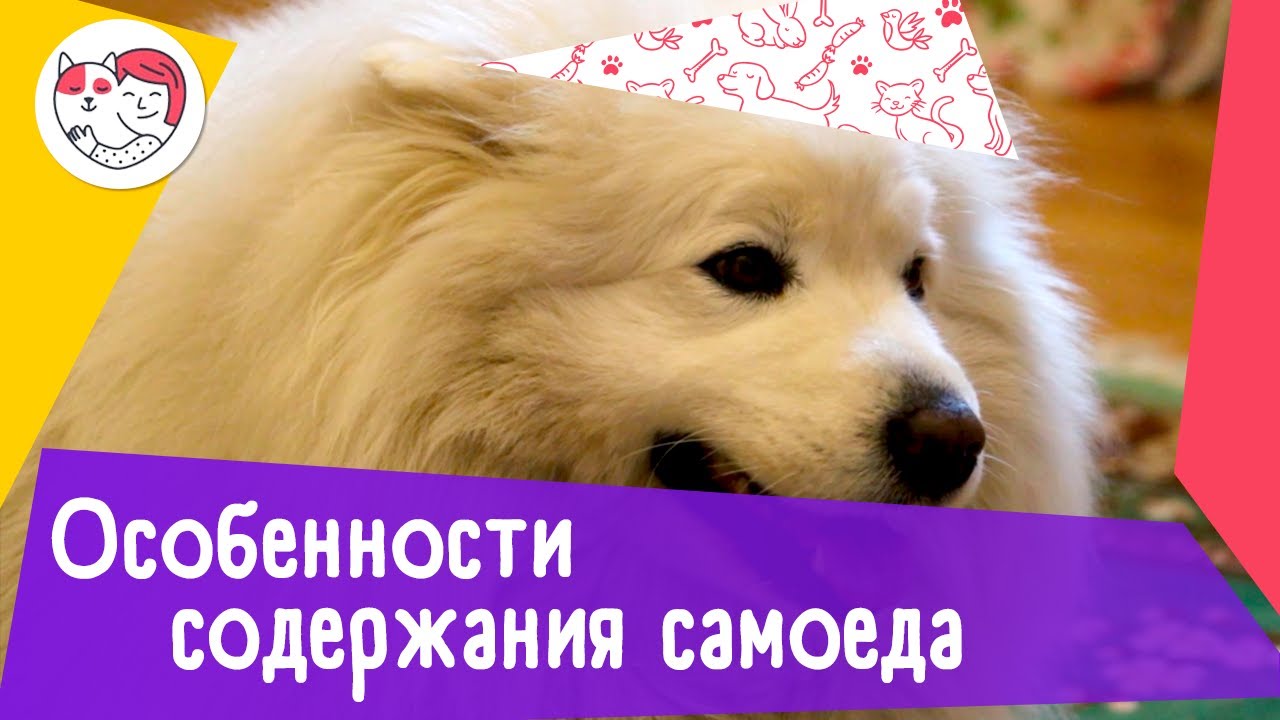 4 особенности содержания самоеда