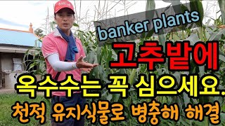옥수수의 기적. The Miracle of Corn 꼭 심으세요. 옥수수로 병해충 방지하는 농법. 천적유지 …