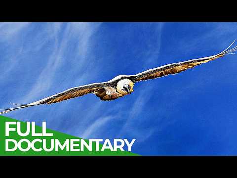 Kings of the Sky: A Rivalry Above the Alps
