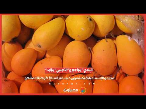 «البلدي» يتراجع و«الأجنبي» يتزايد .. مزارعو الإسماعيلية يكشفون كيف غيّر المناخ خريطة المانجو 