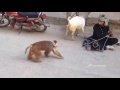Indian Street Circus Amazing Funy Monkey Roadside Street Circus AR Entertainments