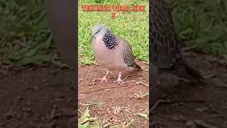 Download lagu Masteran suara tekukur kuk 5 NGEBASS | feedshorts mp3 Download lagu Masteran suara tekukur kuk 5 NGEBASS | feedshorts mp3