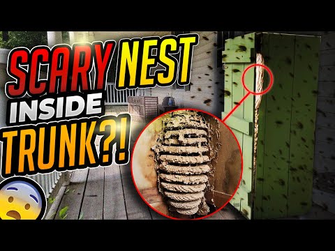 ENORMOUS Hornets Nest REMOVED from a Trunk! | Pandora’s Box Full of Hornets| Wasp Nest Removals
