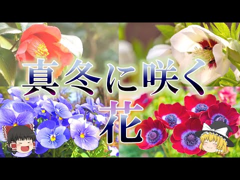 雪の中で咲く花は何ですか?美しい冬に咲く10種  庭園