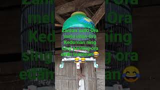 Download lagu Perkutut Klangenan mp3