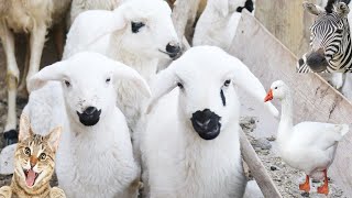 Lovely Cute Farm Animal Sound : zebra , Sheep , Cat ,  Cow , Duck , Goat , Chicken | Animal Moments