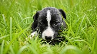 This Puppy was ABANDONED in the Woods: What Happens Next Will Melt Your Heart