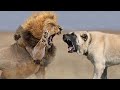 Kangals Bite Can't be Defeted even from a Lion!