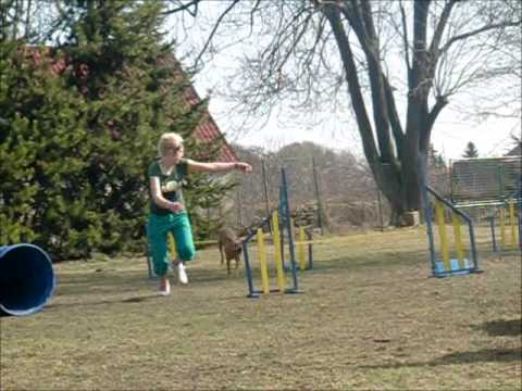 ZKO Jirkov - AGILITY