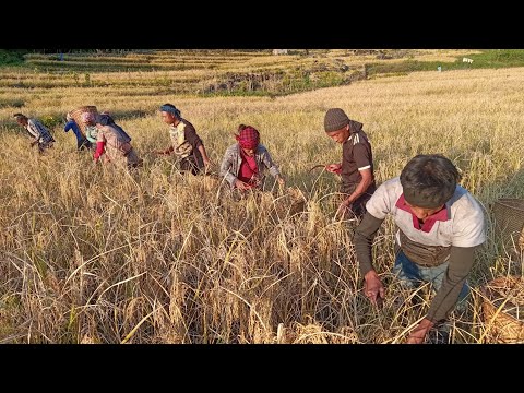 Village Life Of | Naga Style Terrace Field Cultivation khiamniungan | Smechuchiu