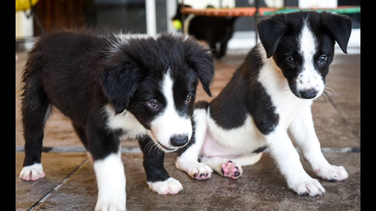 Venta Cachorro Border Collie 7 Semanas
