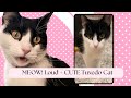 MEOW Loud CUTE Tuxedo Cat TikTok Video Compilation