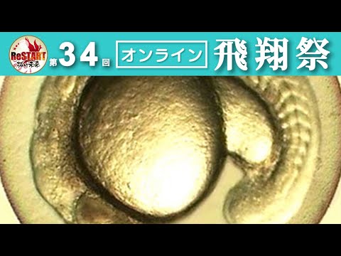 アルコールがゼブラフィッシュ受精卵に与える影響