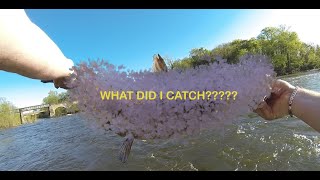 NEW FISH???? Fishing at the pipeline at the James River