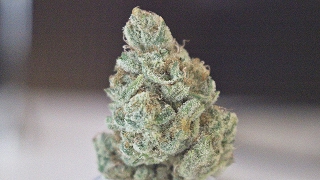Lemon Cake - (Strain Review)