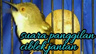 Download lagu suara ciblek jantan memanggil ciblek betina, cepat nyaut. burung ciblek. mp3 Download lagu suara ciblek jantan memanggil ciblek betina, cepat nyaut. burung ciblek. mp3