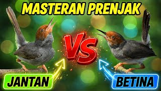 Download lagu Masteran Prenjak Atas BETINA GACOR SUPER RAPAT vs JANTAN NGEBREED - Cocok Untuk Pancingan  mp3