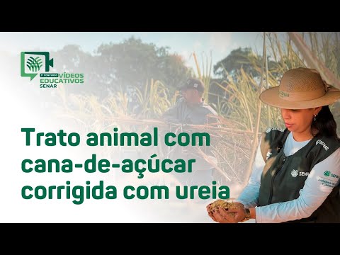 Trato animal com cana-de-açúcar corrigida com ureia - Daniela Cristina de Paiva (GO)