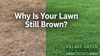Why Is My Lawn Brown in Spring (North Texas Answer)