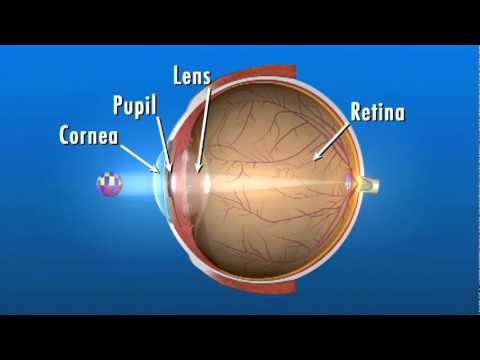 How to Improve the Health of the Retina?