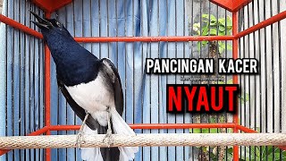 Download lagu SUARA BURUNG kacer gacor NGEPLONG tarung ini paling ampuh buat PANCINGAN KACER agar EMOSI mp3