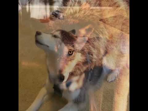 Ancient Husky Melody ft. Haiku the Husky & my wife (Full Version) 🐺 💁🏼‍♀️