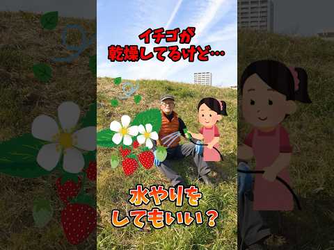 ミルクガーデンの植物に水やりをする