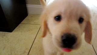 Cooper knows Sit, Stay, and Come! (Golden Retriever Puppy Training)