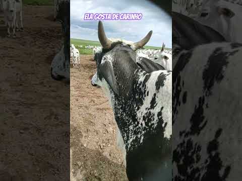 fazenda novo mundo MT