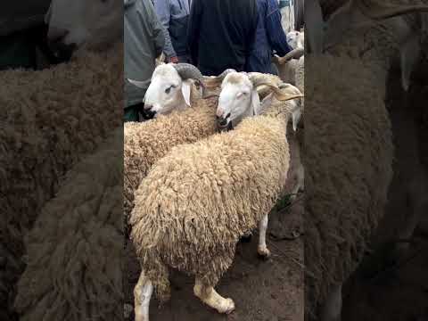 أخنوش يخاطب الكسابةً قال لي بغا يدخل لسوق .. هنا السوق الأسبوعي بالعطاوية