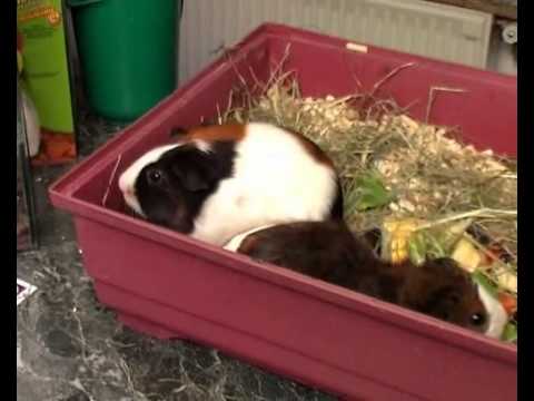 A tengerimalac tud még fogyni?