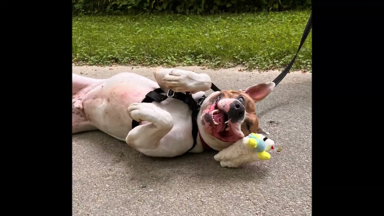 Enlarge Mason, a Adoptable Pit Bull Terrier in Nashville, IN video 6/6