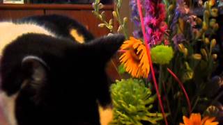 Download lagu Muning mesmerized by flowers mp3 Download lagu Muning mesmerized by flowers mp3