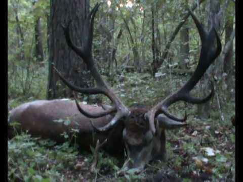 Die Geschwister erlegen 2 starke Hirsche am selben Abend!