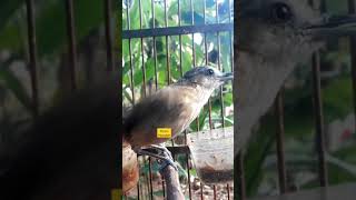 Download lagu Suara pelanduk semak betina mp3