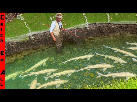 BUILDING My Pet STURGEON a New RIVER SYSTEM in MY BACKYARD!