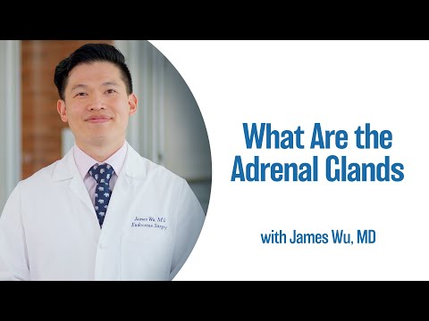 What Are the Adrenal Glands | UCLA Endocrine Center