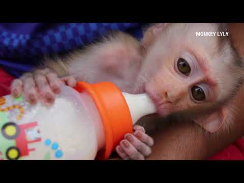 Cute Baby Drinking Milk With Milk Bottle| Good Health Lyly Sleep Milk